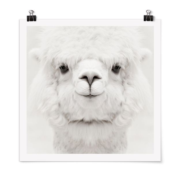 Poster animali Alpaca sorridente