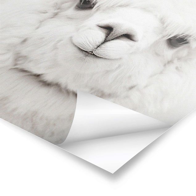 Poster Alpaca sorridente