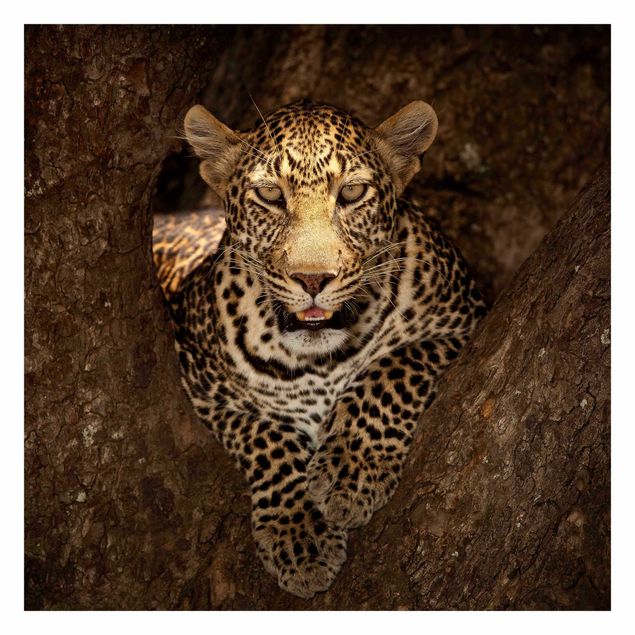 Carte da parati marroni Leopardo che riposa su un albero