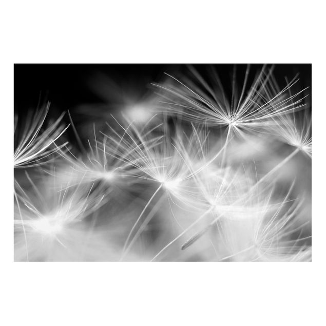 Lavagne magnetiche con fiori Primo piano di Soffione su sfondo nero