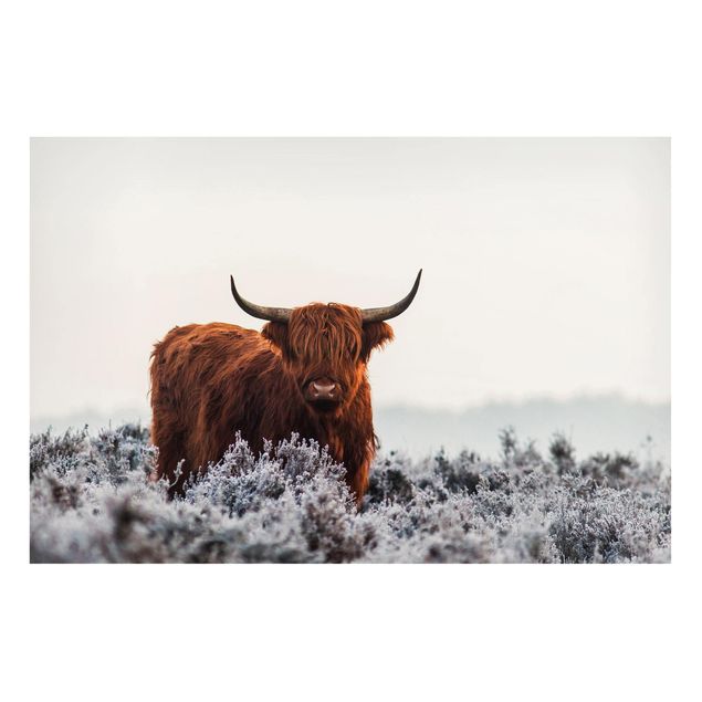 Quadri con animali Bisonte nelle Highlands