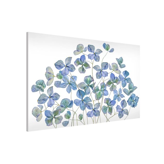 Lavagne magnetiche con fiori Fiori di ortensia blu