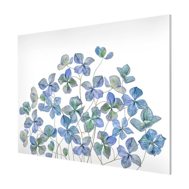 Quadri con fiori Fiori di ortensia blu