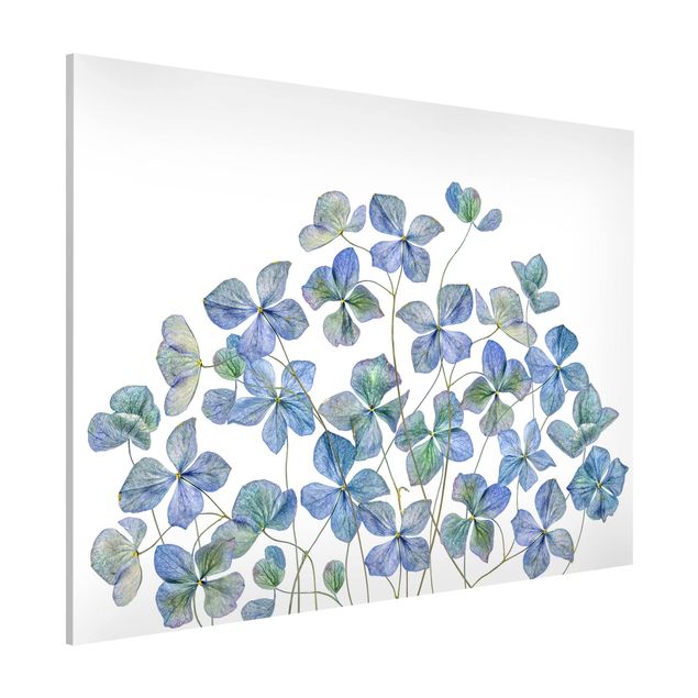 Lavagne magnetiche con fiori Fiori di ortensia blu
