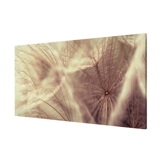Lavagne magnetiche con fiori Macro ripresa dettagliata di un Soffione con effetto sfocato vintage