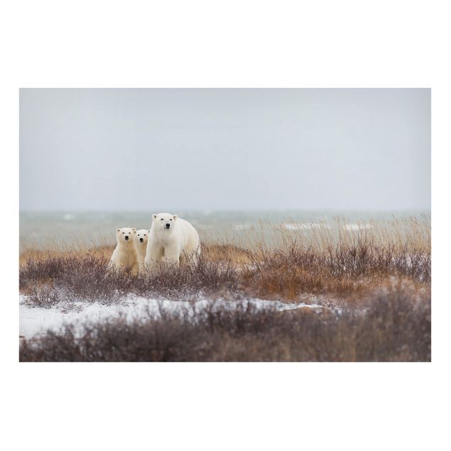 Quadri moderni per arredamento Orso polare e i suoi cuccioli