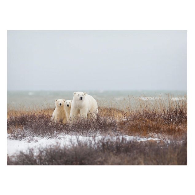 Quadri moderni   Orso polare e i suoi cuccioli