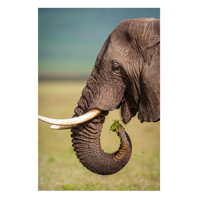 Elefante quadro Nutrire gli elefanti in Africa