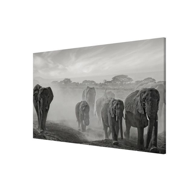 Quadro con elefante Branco di elefanti