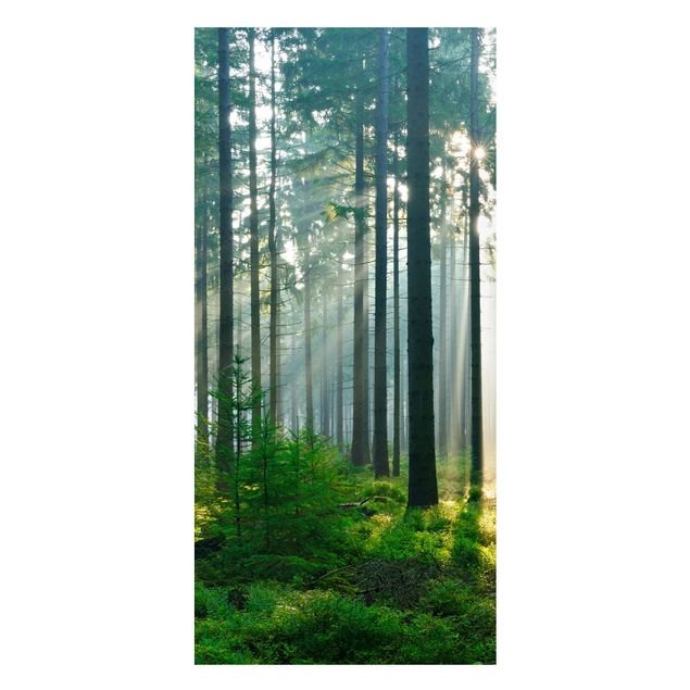 Quadro alberi Foresta illuminata