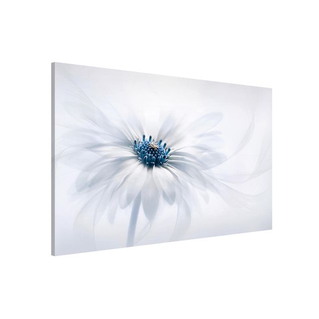 Lavagne magnetiche con fiori Margherita in blu