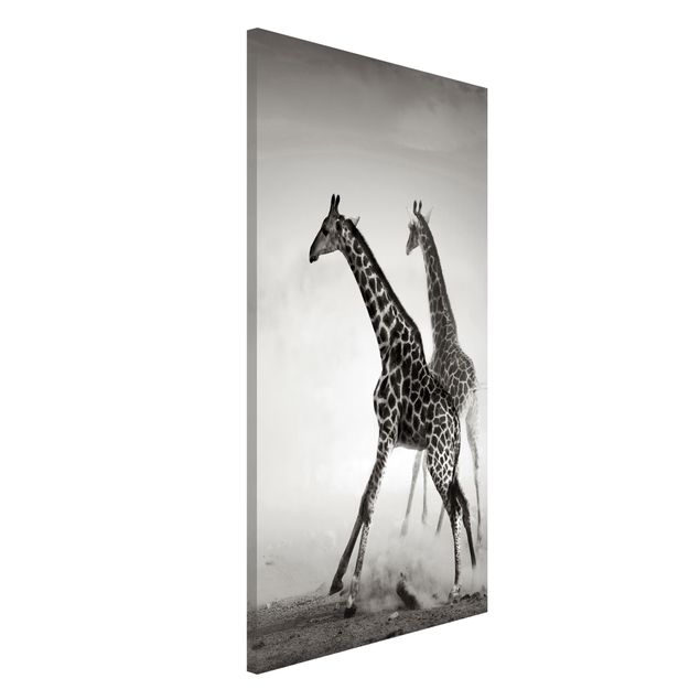 Quadro giraffe Giraffe a caccia