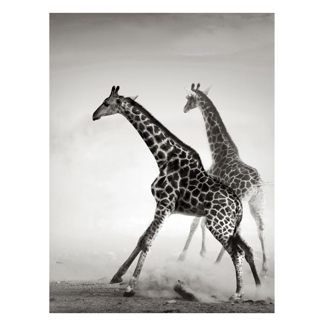 Quadro moderno Giraffe a caccia