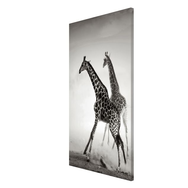 Quadri in bianco e nero Giraffe a caccia