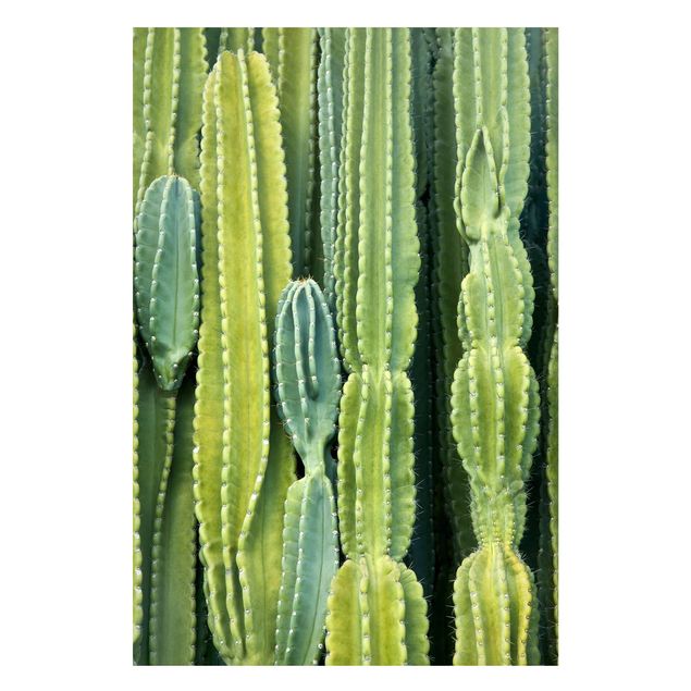 Quadro moderno Muro di cactus
