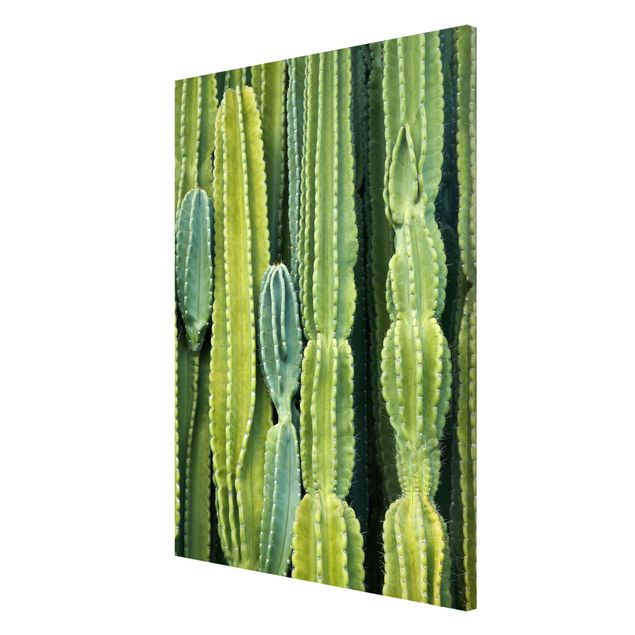 Quadri fiori Muro di cactus