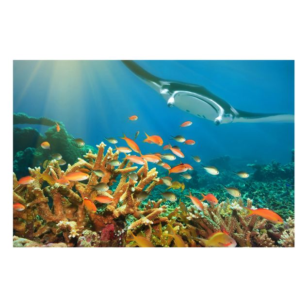 Quadri animali Barriera corallina