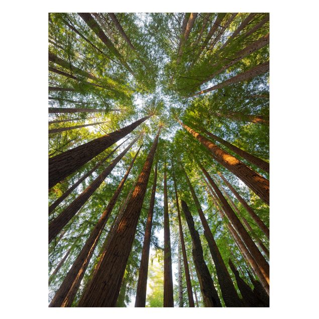 Quadro alberi Cime di Sequoia