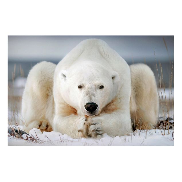 Quadri moderni per arredamento Orso polare contemplativo