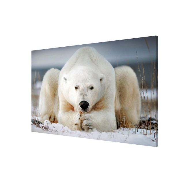 Quadro animali Orso polare contemplativo