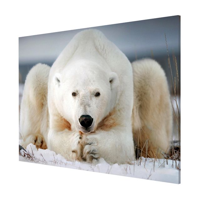 Quadri animali Orso polare contemplativo