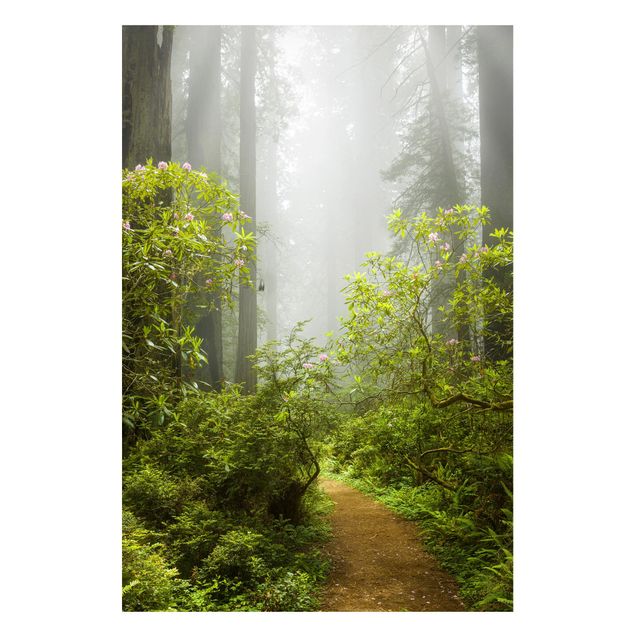 Quadro alberi Sentiero della foresta nebbiosa