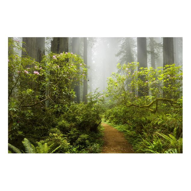 Quadri alberi Sentiero della foresta nebbiosa