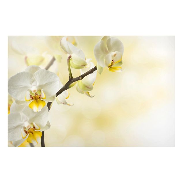 Lavagne magnetiche con fiori ramo di orchidea