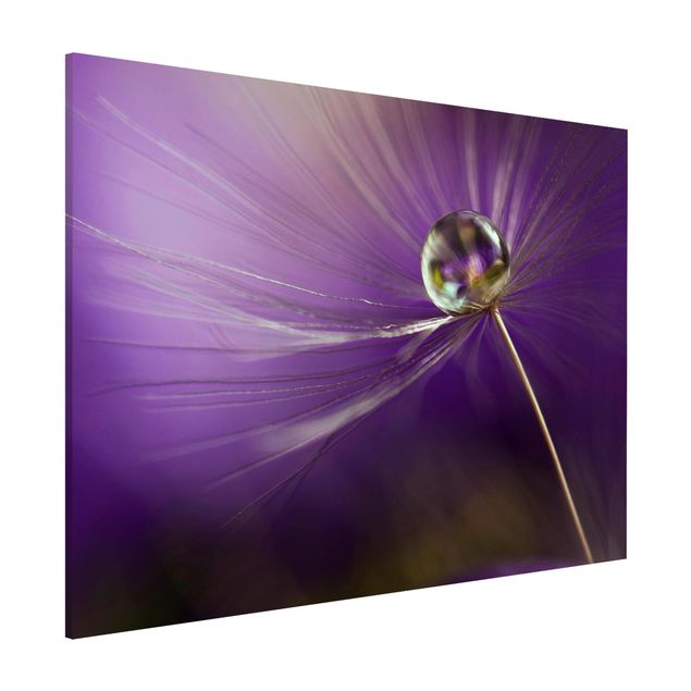 Lavagne magnetiche con fiori Soffione in viola