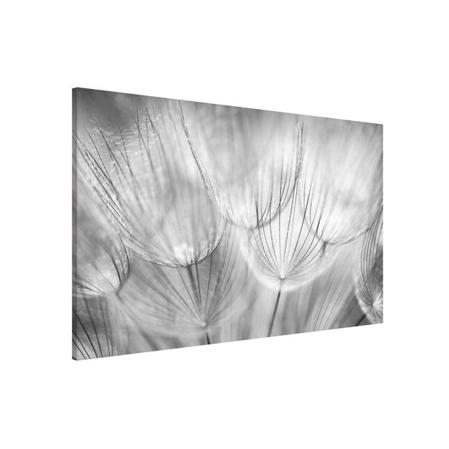 Lavagne magnetiche con fiori Soffione ripreso in macro in bianco e nero