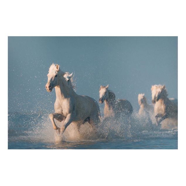 Quadro animali Mandria di cavalli bianchi