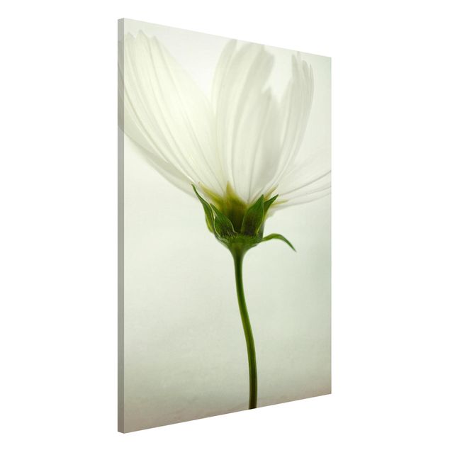 Lavagne magnetiche con fiori Cosmo bianco