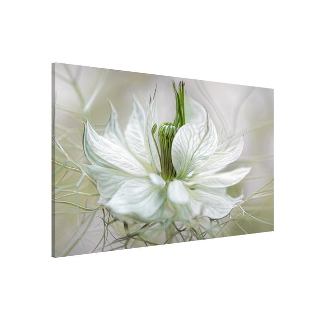 Lavagne magnetiche con fiori Nigella bianca