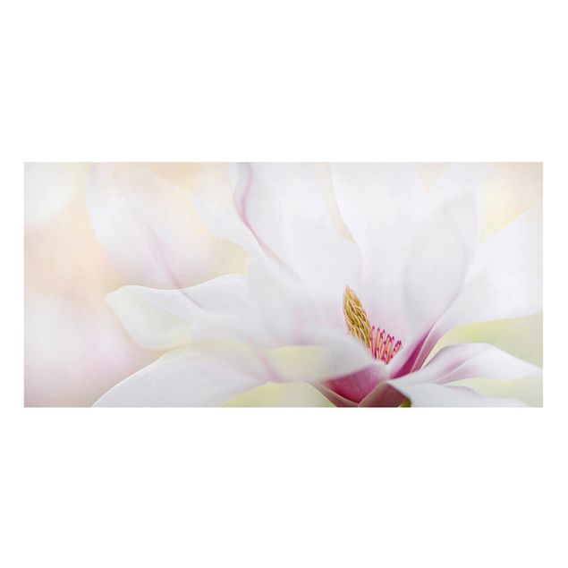 Quadro moderno Delicato fiore di magnolia
