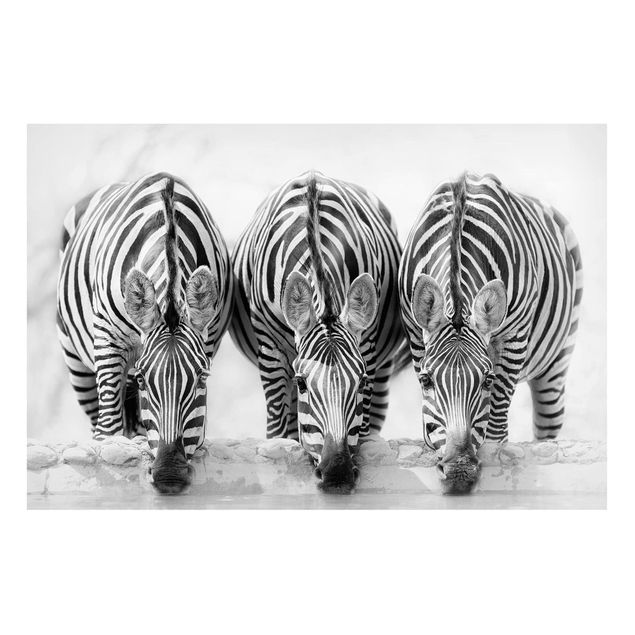 Quadro moderno Trio di zebre in bianco e nero