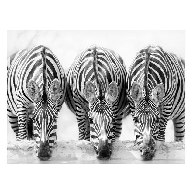 Quadri moderni per arredamento Trio di zebre in bianco e nero