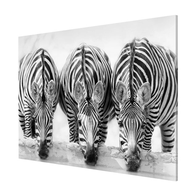 Quadri moderni bianco e nero Trio di zebre in bianco e nero