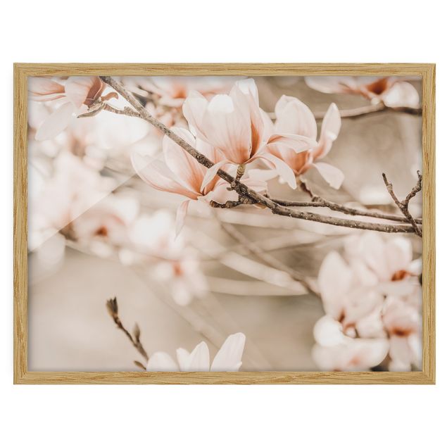 Quadri con cornice vintage Ramoscello di magnolia in stile vintage