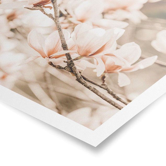 Quadri vintage Ramoscello di magnolia in stile vintage
