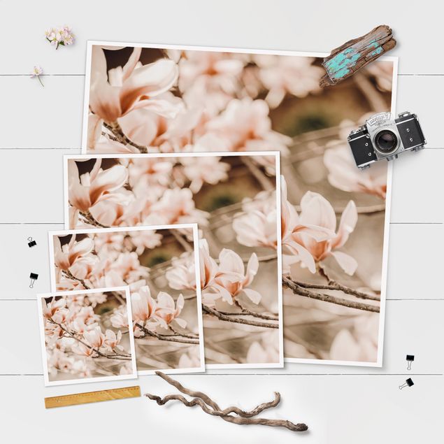 Stampe Ramoscello di magnolia in stile vintage