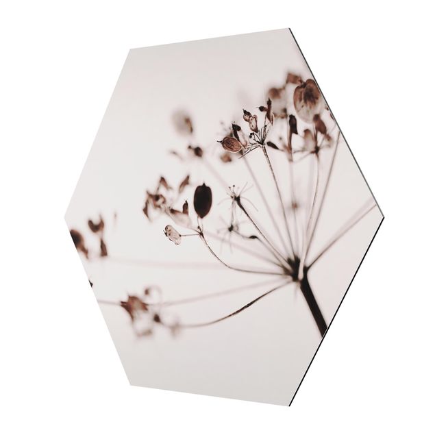 Quadri in alluminio Macro immagine fiori secchi in ombra