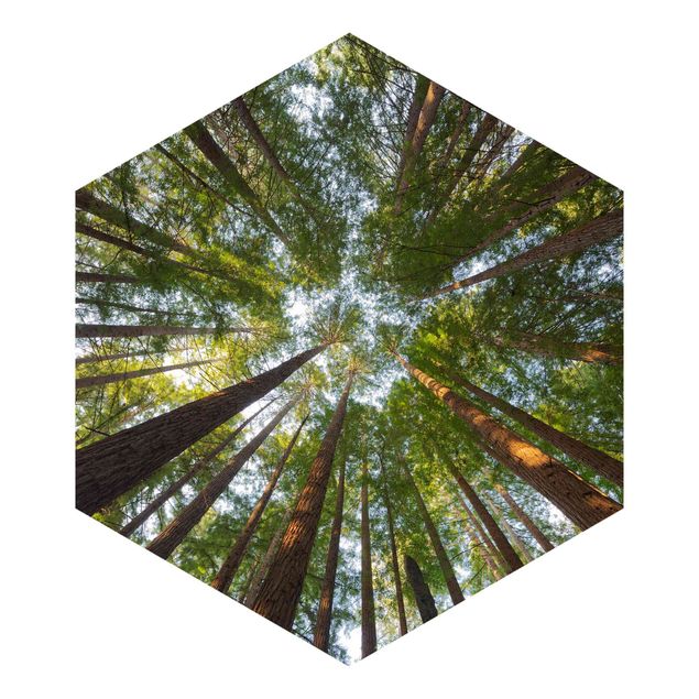 Carte da parati verde Cime di Sequoia