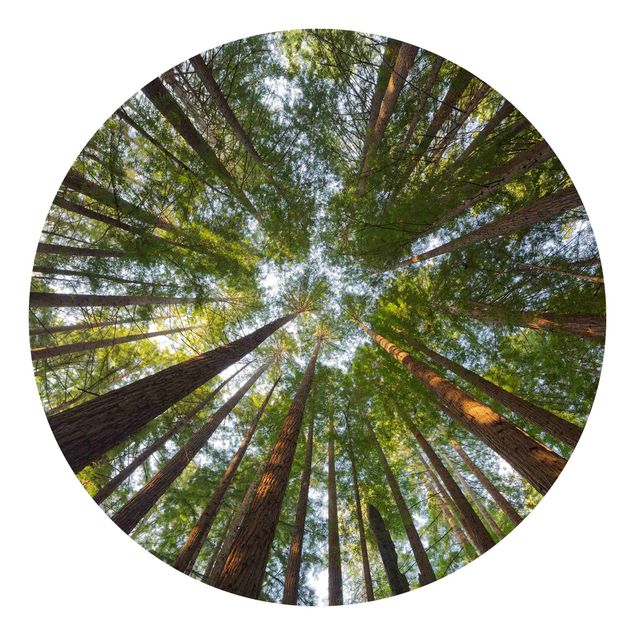 Carte da parati 3d Cime di Sequoia
