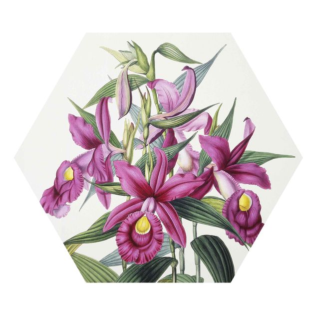 Quadri vintage Maxim Gauci - Orchidea I