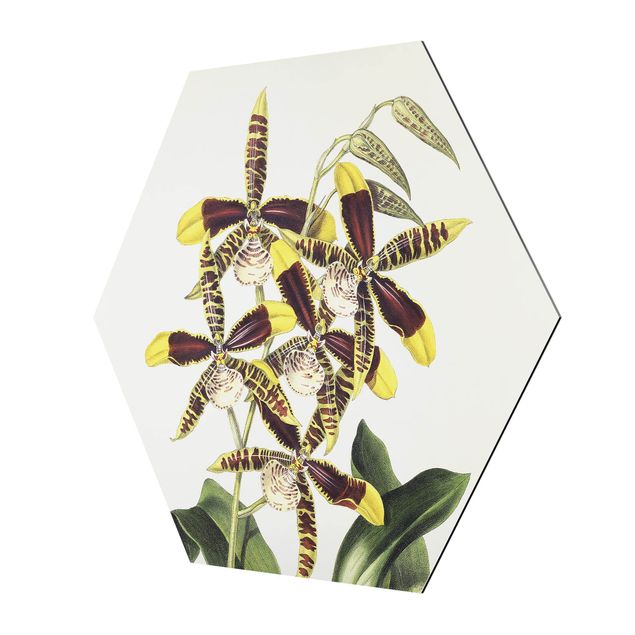 Riproduzione quadri famosi Maxim Gauci - Orchidea II