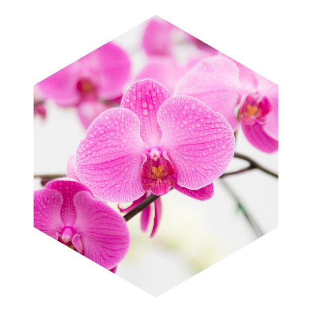 carta da parete Orchidea ravvicinata