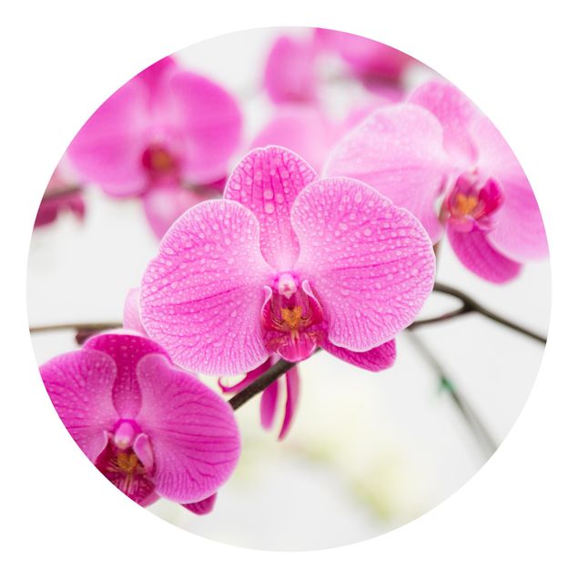 Carta da parati moderne Orchidea ravvicinata
