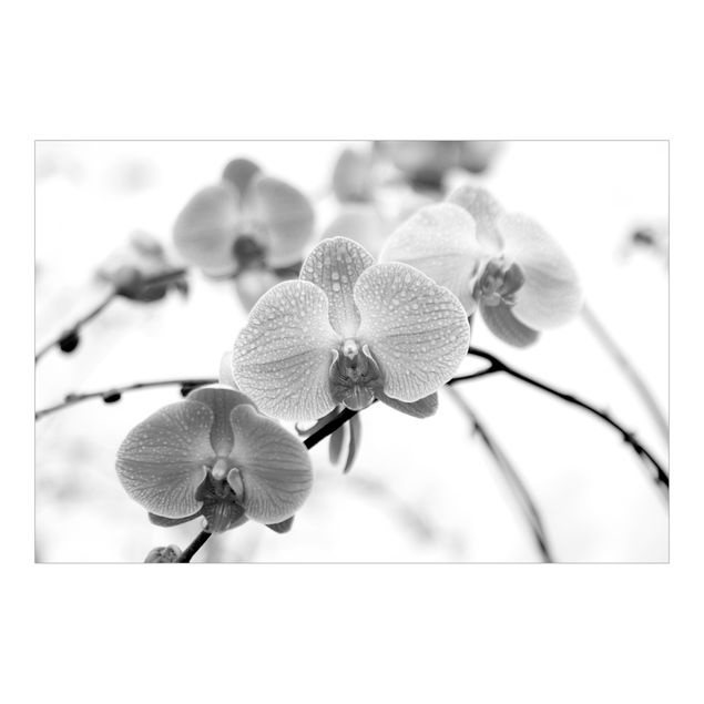Carta da parati bianco e nero  Dettaglio di orchidea in bianco e nero