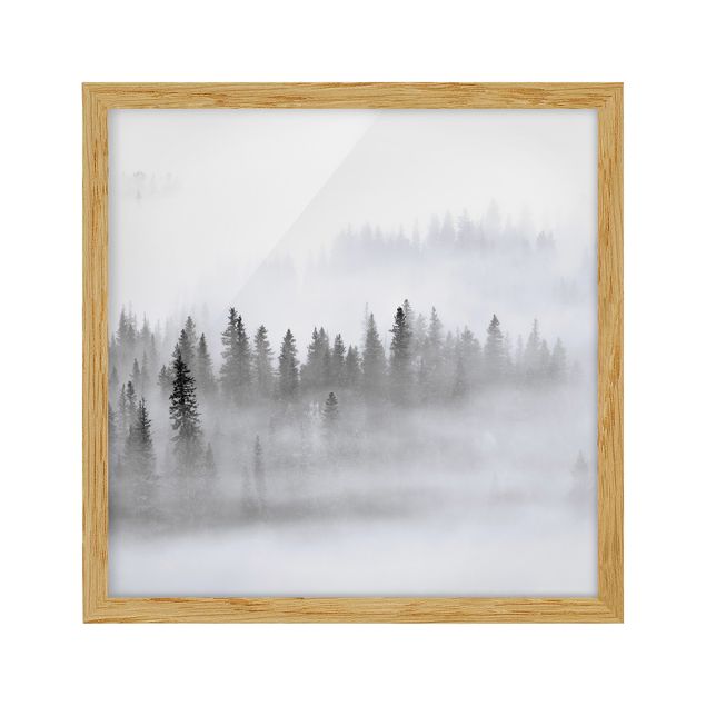 Quadri con cornice con paesaggio Nebbia nella foresta di abeti in bianco e nero