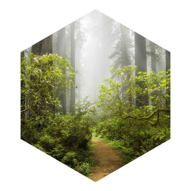 Carte da parati verde Sentiero della foresta nebbiosa